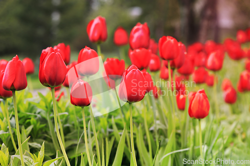 Image of Deep Red Tulips in the Spring