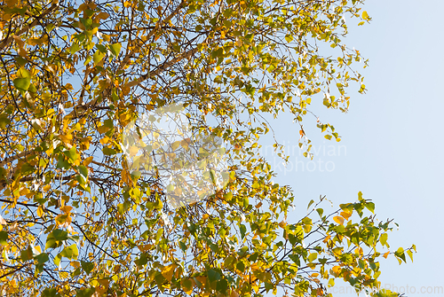 Image of Birch leaves