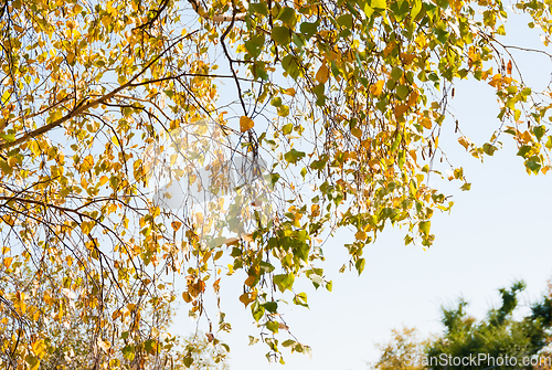 Image of Birch leaves