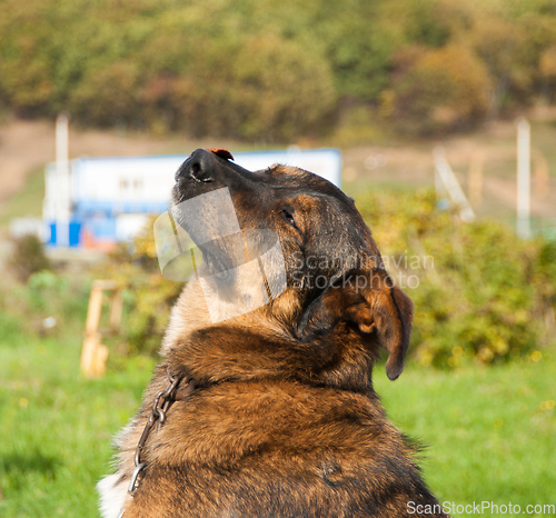 Image of Dog keeps the food on the nose