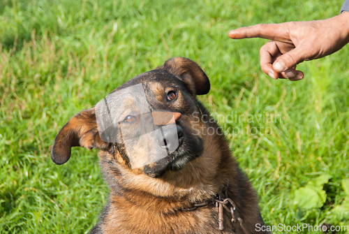 Image of Dog keeps the food on the nose