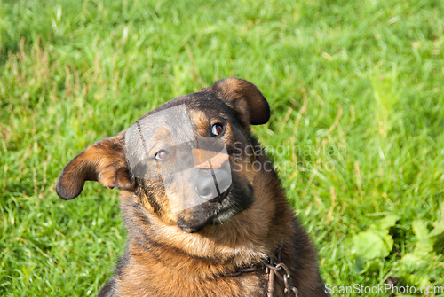 Image of Dog keeps the food on the nose