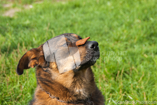 Image of Dog keeps the food on the nose