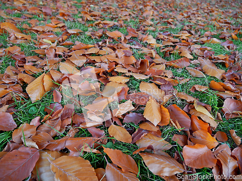 Image of Fresh orange falling leaves of black beech 