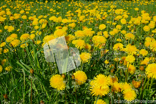 Image of Lots of flowering dandelion in spring sunny day