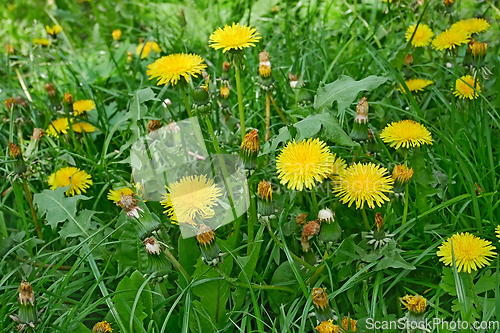 Image of Flowering dandelion on meadow in springtime