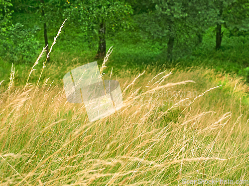Image of Sunlit meadow with cereals and fruit trees