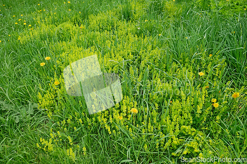 Image of Green Grass Dandelion and other Yellow Flowering Plants in Early