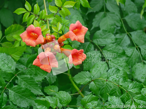 Image of Campsis radicans flowering with big orange flowers