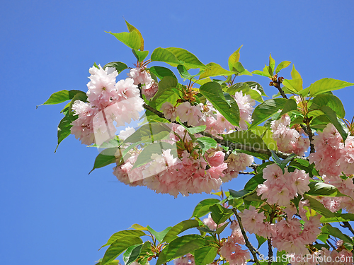 Image of Blooming branch of Almond Trilobate tree in early May on blue sk