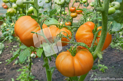 Image of Many big red tomatoes in film greenhouse