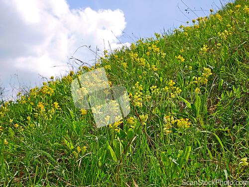 Image of Wild yellow primula flowers blooming on the sunny lawn of steep 