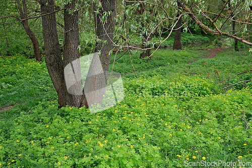 Image of Willow tree grows on a lawn with many flowering celandine and ot