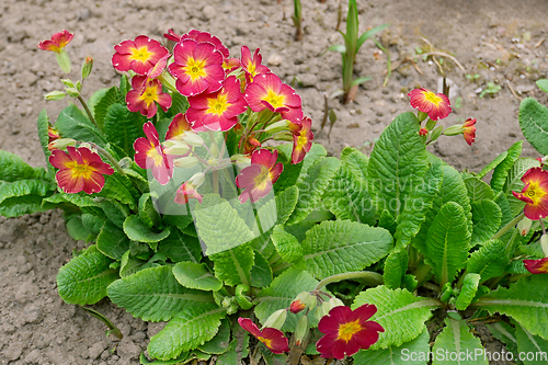 Image of Primrose plant blooms profusely in April on the ground