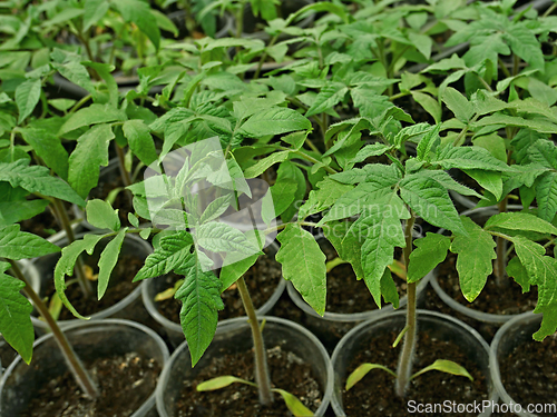 Image of Many young green tomato seedlings before planting into the soil 