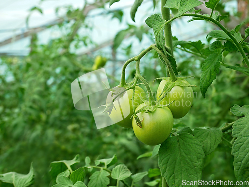 Image of Group of green tomatoes growing in a greenhouse