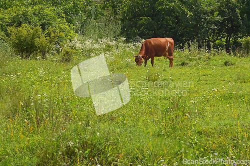 Image of Tied cow grazes in a meadow in summer among the flowering weeds