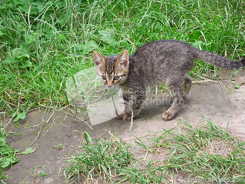 Image of Playful tabby small kitten