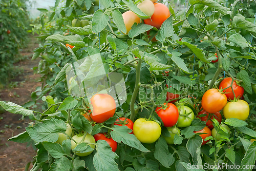 Image of Many tomatoes in film greenhouse