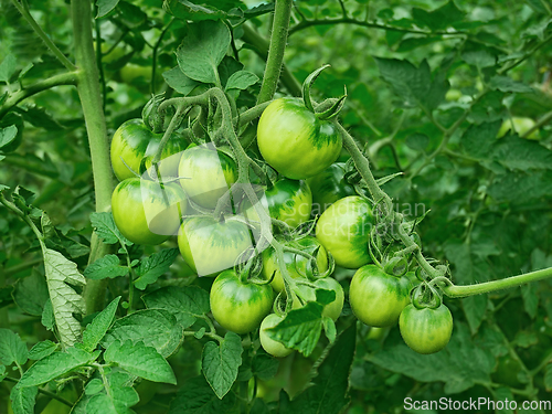 Image of Green unripe tomato plants growing in greenhouse