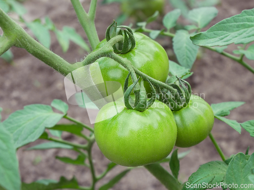 Image of Big green ripening tomato fruits outdoors 