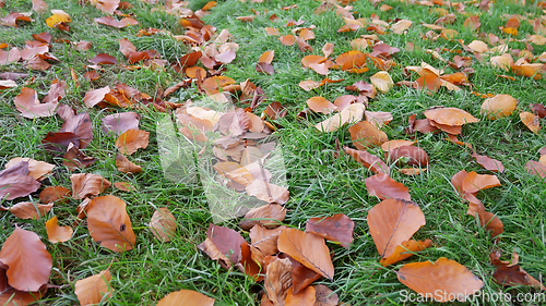 Image of Fallen yellow and orange leaves on bright green grass