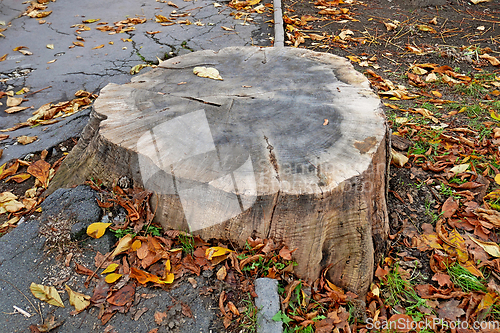 Image of Huge stump without bark between the sidewalk and the lawn