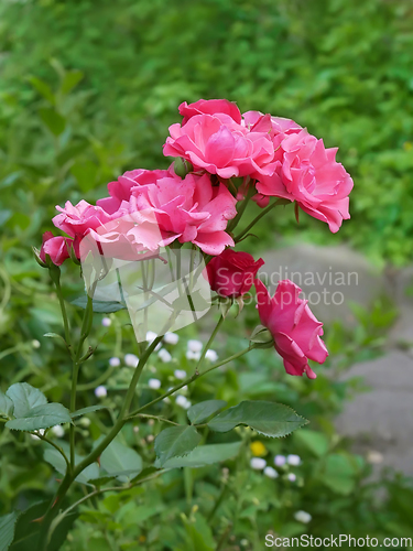 Image of Pink rose plant flowering in flower bed in summertime