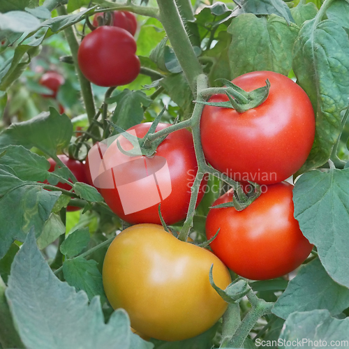 Image of Red and yellowish tomato fruits in greenhouse