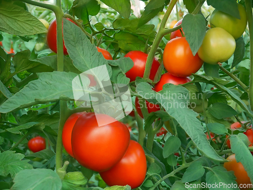 Image of Red ripe tomatoes in greenhouse