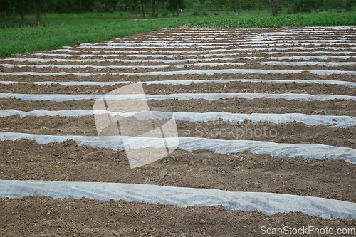 Image of olyethylene film is laid with rows on the rampart furrow wall to