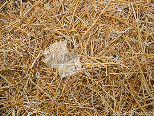 Image of Wheat straw pile background