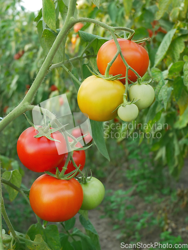 Image of Red and yellow tomato fruits