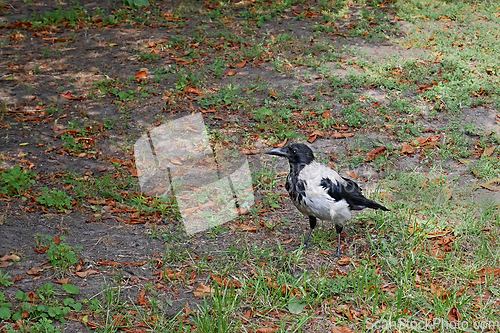 Image of Alone gray crow walks in a city park on a fine summer day