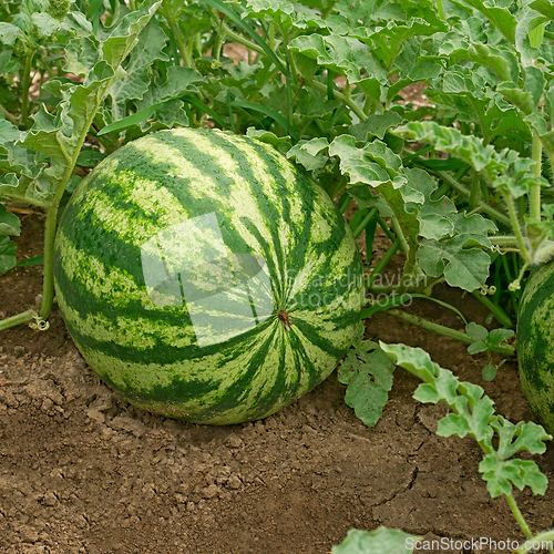 Image of Watermelon ripens in a garden on soil