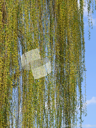 Image of Weeping willow Tree Flowering in April