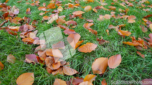 Image of Fallen yellow and orange and reddish hornbeam leaves on green gr