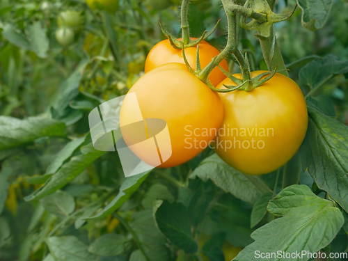 Image of Yellow tomato fruits hanging on plant