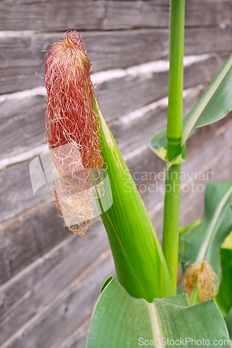 Image of Flowering corn on a wooden wall background