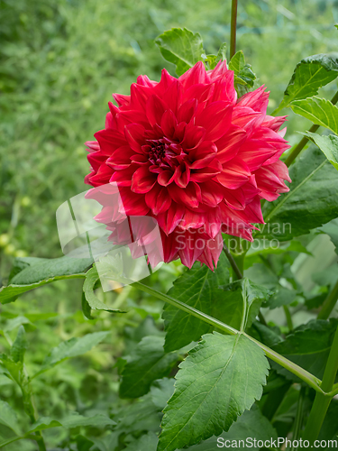 Image of Single red dahlia flower blooming on the flowerbed 