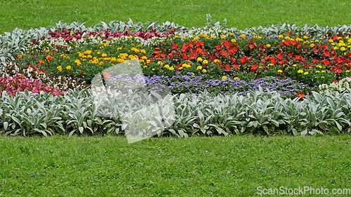 Image of Big wide flowerbed with various flowers among green grass