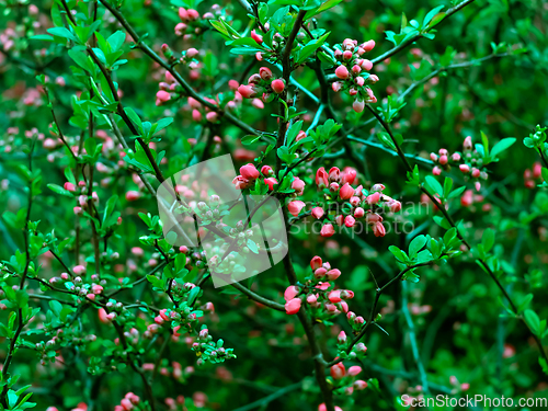 Image of Bush with bright pink flowers and vivid green leaves