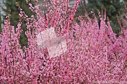 Image of Sakura tree rapid flowering in pink at mid-April 