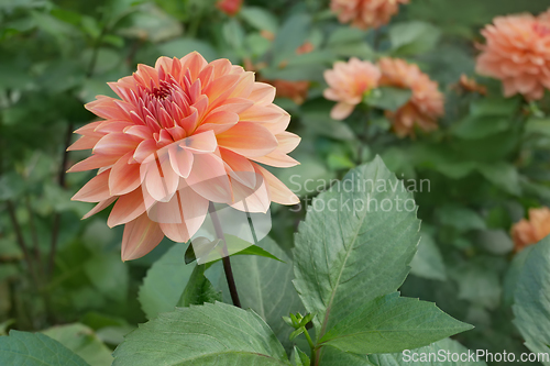 Image of Dahlia (Georgina) of terracotta color flowering in the flowerbed