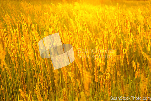 Image of Meadow grass in sunny haze