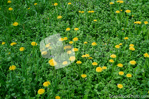 Image of Flowering dandelion on meadow among various herbal plants in las