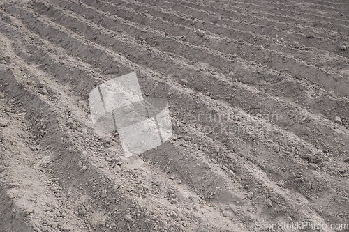Image of Parallel rows of soft soil for future planting of vegetables