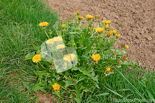 Image of Flowering dandelion plant among green grass near the arable soil