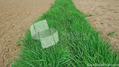 Image of Strip of young fresh green grass between areas of cultivated soi