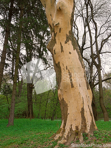 Image of Lower part of the trunk of an old plane tree or Platanus